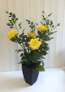 ROSE BUSH POTTED YELLOW